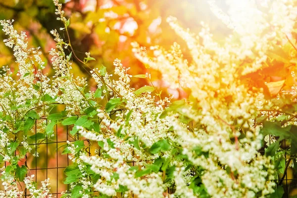 Mooie bloemen op de natuur in Park achtergrond — Stockfoto