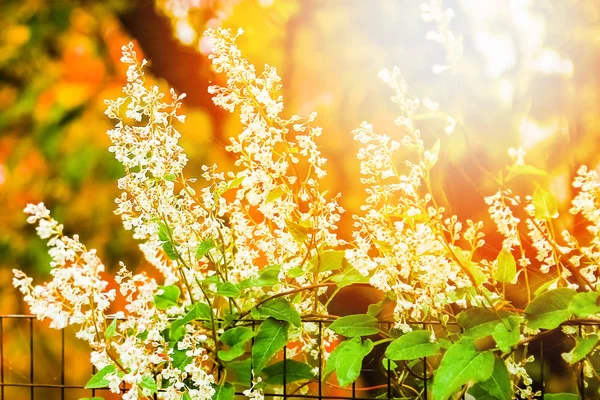 Park arka planda doğa üzerinde güzel çiçekler — Stok fotoğraf