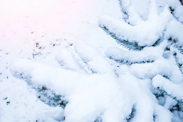 Winterbaum im Hintergrund des Parks — Stockfoto