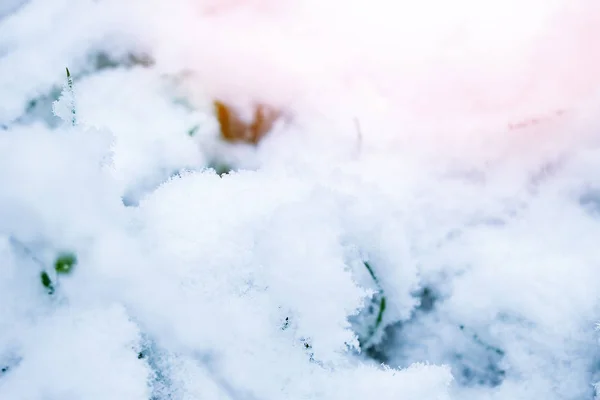 雪中美丽的草 — 图库照片