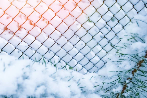 Winter tree in park background — Stock Photo, Image