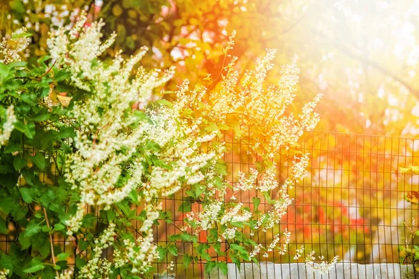 Belas flores na natureza no fundo do parque — Fotografia de Stock