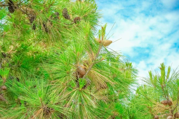 Prachtige natuur door de zee in griekse achtergrond — Stockfoto