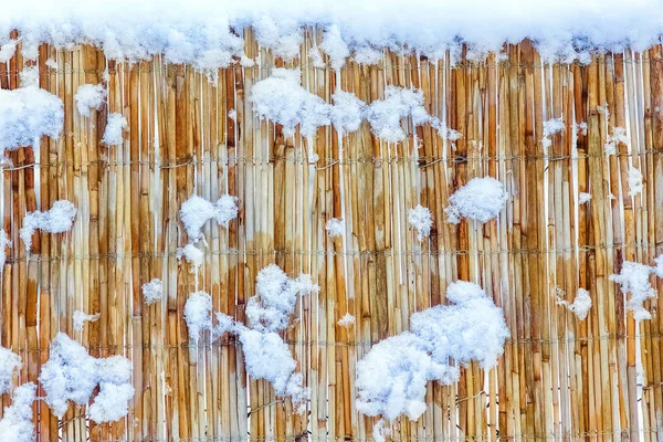 Valla audaz en invierno en la naturaleza en el fondo del parque — Foto de Stock