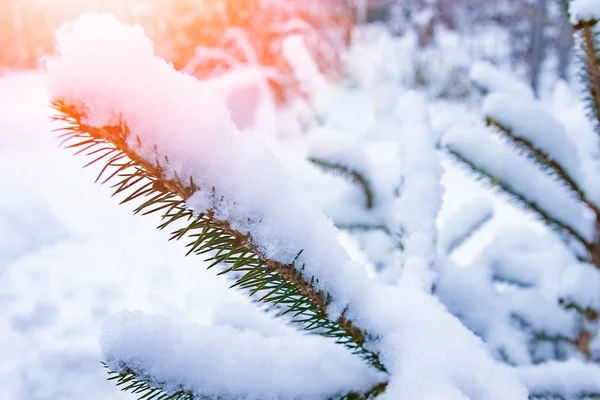 Boom tak natuur winter kerst nieuwjaar — Stockfoto