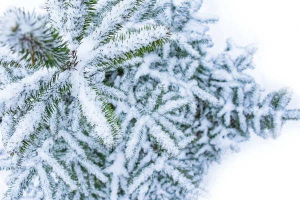 Árbol rama naturaleza invierno navidad nuevo año —  Fotos de Stock