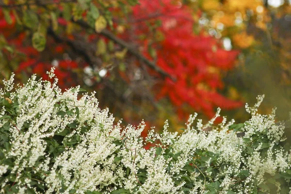 Ein schöner Hintergrund im Park Herbst Hintergrund — Stockfoto