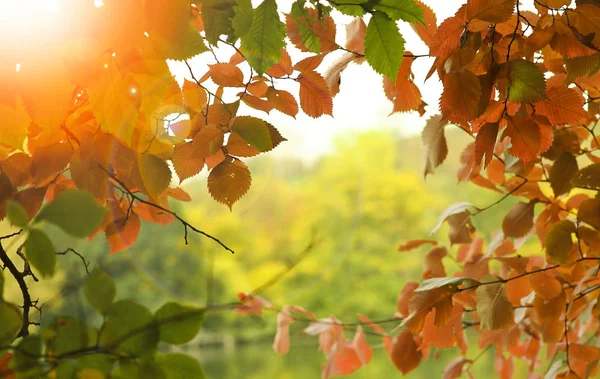 Background golden autumn — ストック写真
