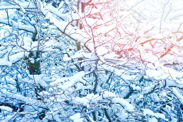 Schöne Bäume im Winter auf die Natur im Hintergrund des Parks — Stockfoto