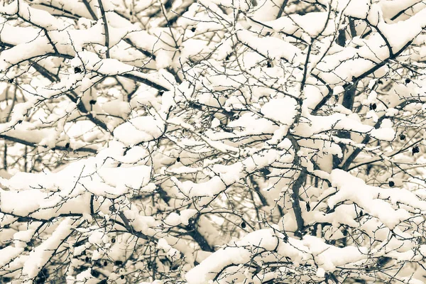 Bellissimi alberi in inverno sulla natura sullo sfondo del parco — Foto Stock