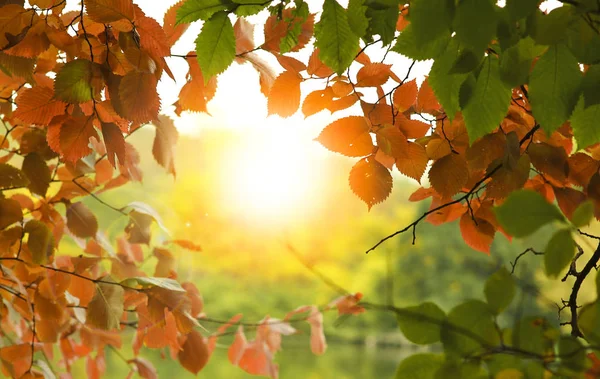 Arkaplan altın sonbahar — Stok fotoğraf
