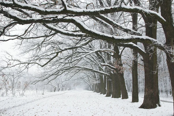 Un blu alberi della foresta invernale — Foto Stock