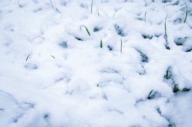 kardan güzel çimen