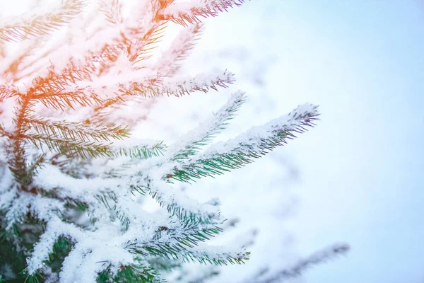 Árbol de invierno en el fondo del parque — Foto de Stock