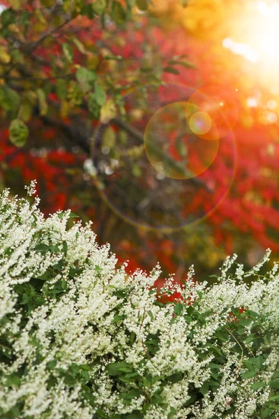 A beautiful background in the park autumn background — Stock Photo, Image