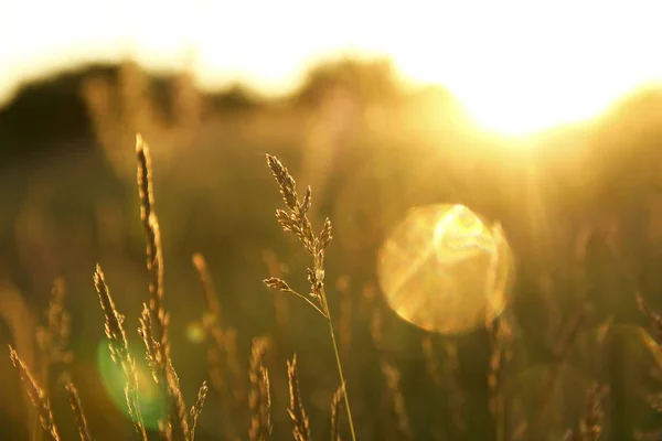 Bellissimi fiori lilla sfondo al tramonto — Foto Stock