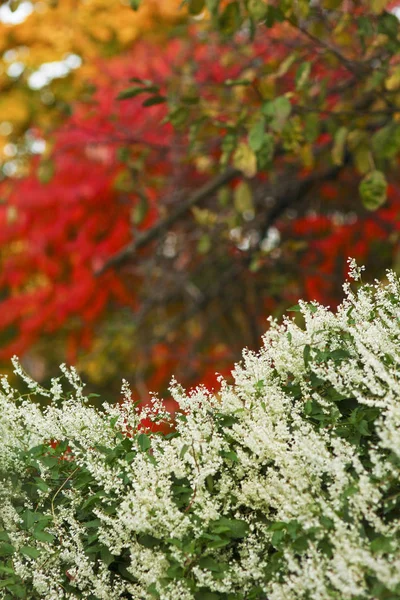 Un hermoso fondo en el fondo de otoño parque —  Fotos de Stock