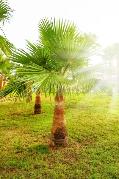 Palmier sur la nature au bord de la mer piscine fond — Photo