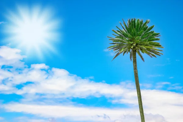 Palmera en la naturaleza cerca del fondo marino —  Fotos de Stock