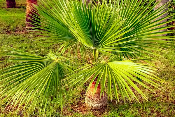 Palma sulla natura in riva al mare piscina sfondo — Foto Stock