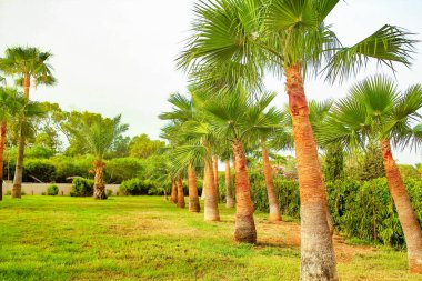 Deniz havuzu arka planında bir palmiye ağacı var.
