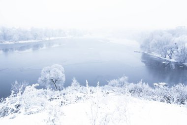 mavi kış ormanı ağaçları