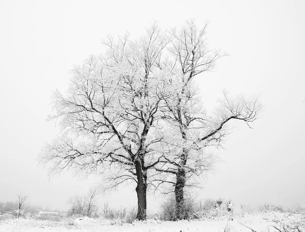 푸른 겨울 숲 의나무들 — 스톡 사진