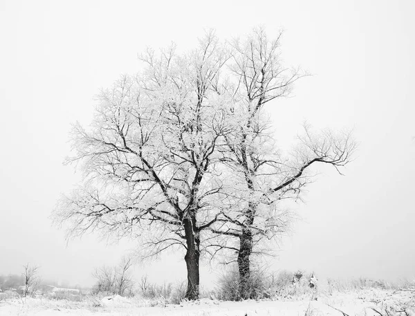 Blauwe winterwoudbomen Rechtenvrije Stockfoto's