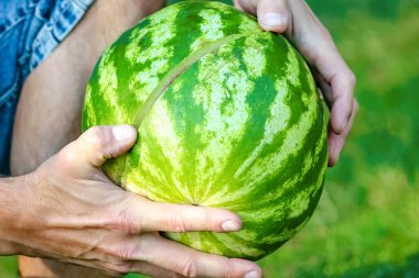 parkta doğa üzerinde bir adamın elinde karpuz