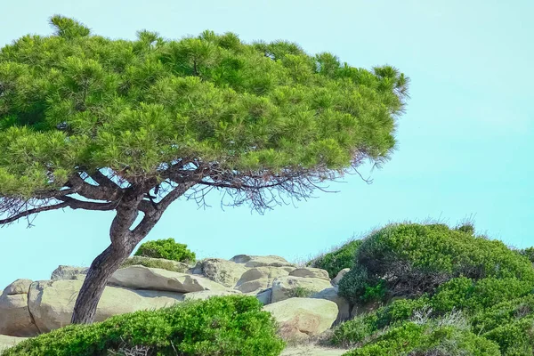 Hermosa Naturaleza Junto Mar Fondo Griego —  Fotos de Stock