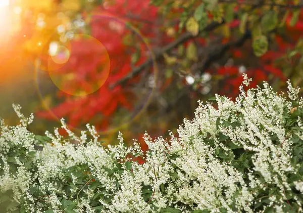 Park Sonbahar Arka Planında Güzel Bir Arkaplan — Stok fotoğraf