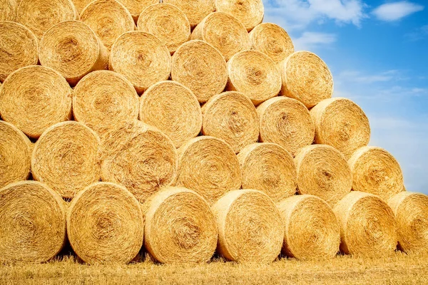 Fardos Campo Doblan Para Segundo Uso Campo Fondo Del Animal —  Fotos de Stock