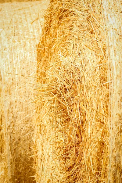 Fardos Fundo Campo Palha Está Pronta Para Animais Campo — Fotografia de Stock