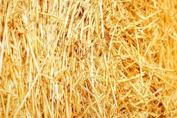 田里的稻草已经准备好了 供动物和田里用 — 图库照片