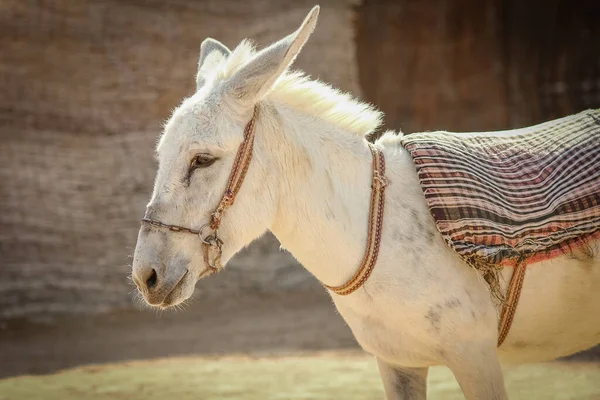 Hermoso Burro Junto Mar Fondo Naturaleza — Foto de Stock