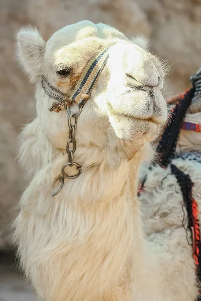 Mooie Kameel Natuur Buurt Van Zee Egypt Achtergrond — Stockfoto