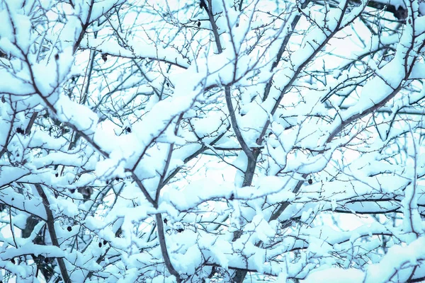 Krásné Stromy Zimě Přírodě Pozadí Parku — Stock fotografie