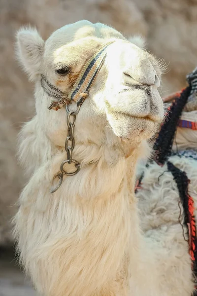 Belo Camelo Natureza Perto Mar Egypt Fundo — Fotografia de Stock