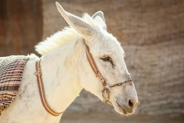 Belo Burro Junto Mar Fundo Natureza — Fotografia de Stock