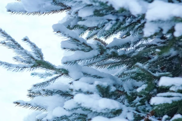 Park Arka Planda Doğada Kışın Güzel Noel Ağacı Dalı — Stok fotoğraf