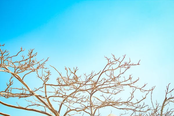 Ramas Árboles Desnudos Contra Cielo Naturaleza —  Fotos de Stock