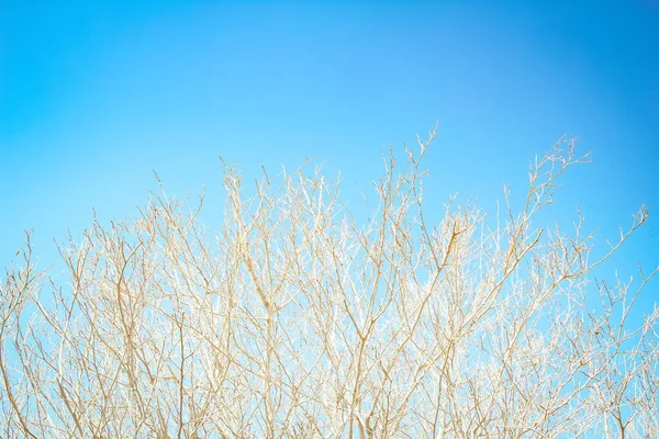 Bare Träd Grenar Mot Himlen Naturen — Stockfoto