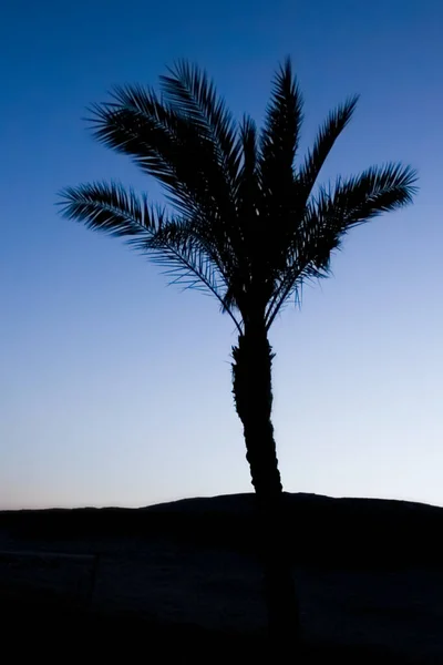 Elegante Silueta Palmera Fondo Del Cielo —  Fotos de Stock