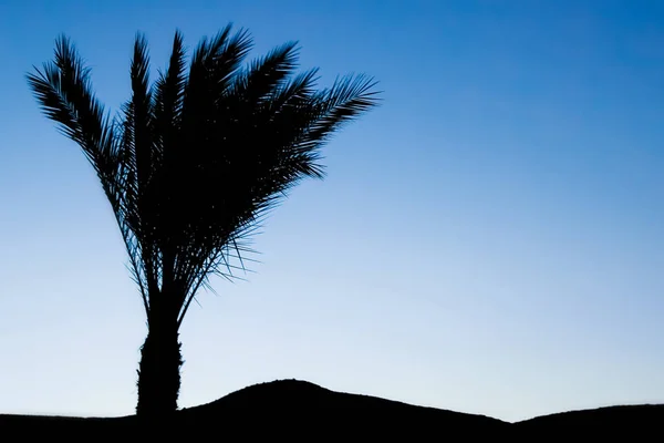 Elegante Silueta Palmera Fondo Del Cielo —  Fotos de Stock