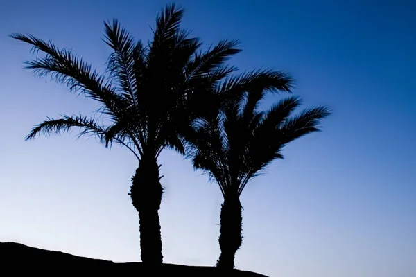 Elegante Silueta Palmera Fondo Del Cielo —  Fotos de Stock