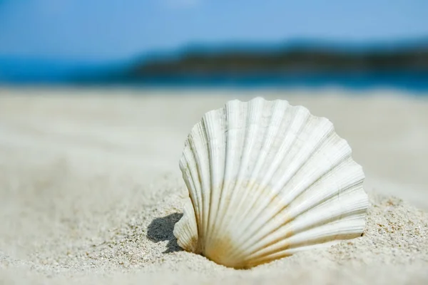 美丽的海贝壳在大自然的背景下 — 图库照片