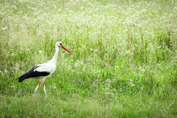 Una Cigüeña Sobre Naturaleza Parque Pájaro Garza Camina Libre — Foto de Stock
