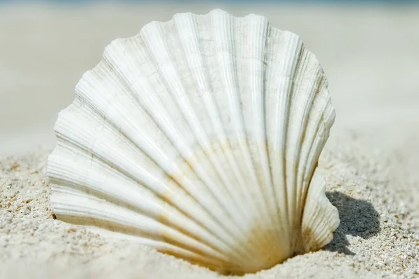 Belas Conchas Junto Mar Fundo Natureza — Fotografia de Stock