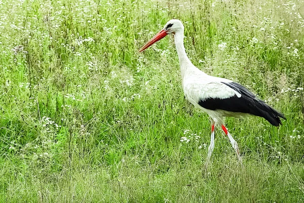 Stork Nature Park Heron Bird Walks Free — Stock Photo, Image