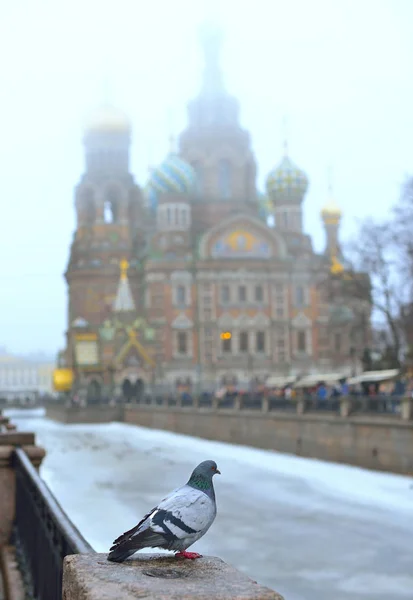 鸽子在栏杆上和东正教教堂 — 图库照片